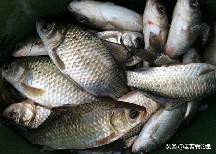 自制诱鱼剂配方大揭秘,果味诱鱼剂制作方法