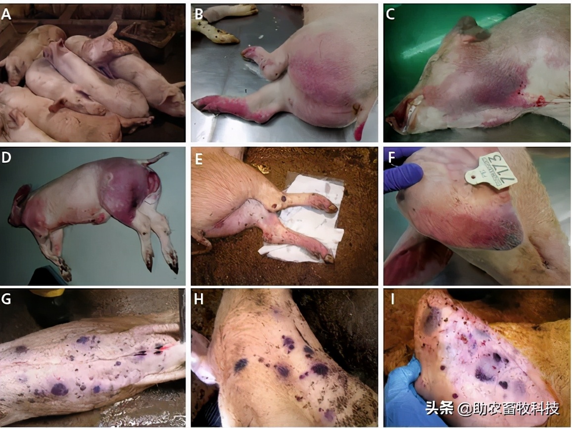 非洲猪瘟的临床症状及快速净化技术