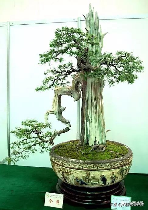 盆景结顶的形式,最好的盆景结顶方法