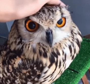 猫头鹰特殊行为有哪些特征,猫头鹰有其他特点吗