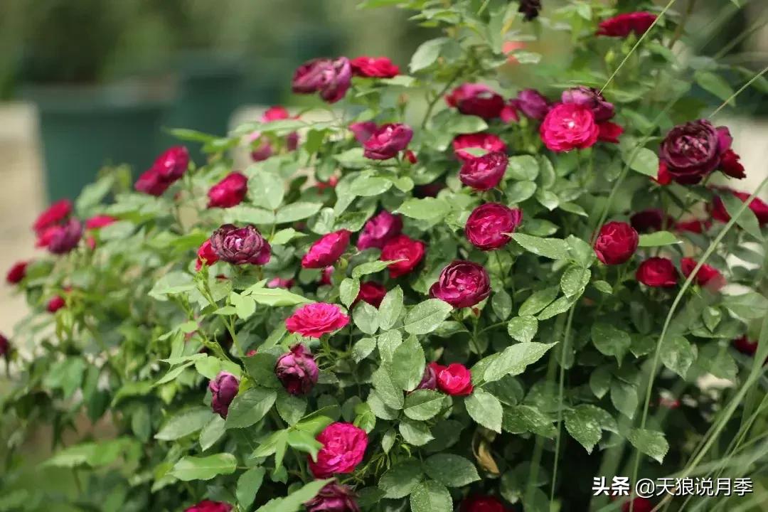 抗病性好的月季推荐,哪些月季品种抗病强