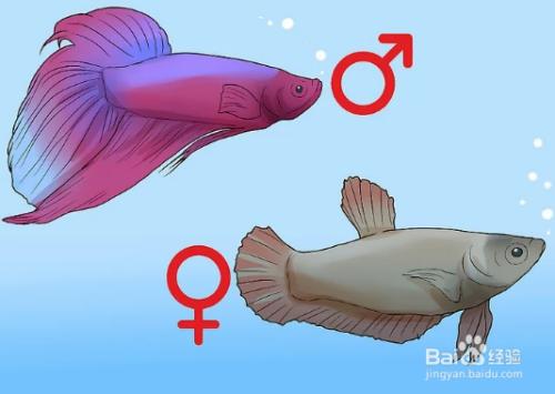 斗鱼直播性别设置,怎么区别斗鱼的性别