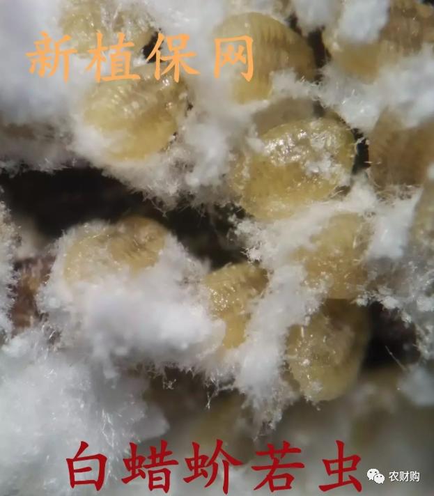 治蚧壳虫的土方法,用药指南蚧壳虫