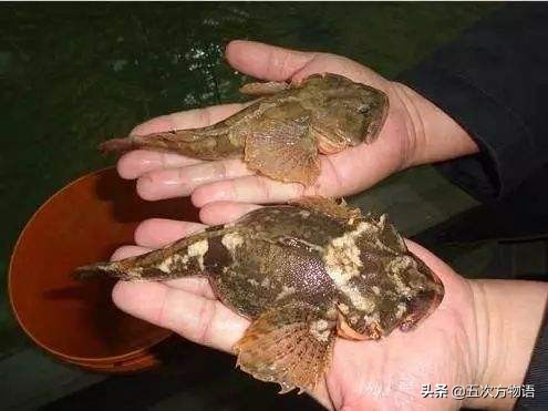 松江鲈鱼和沙塘鳢是一种鱼吗,松江鲈鱼与塘鳢区别