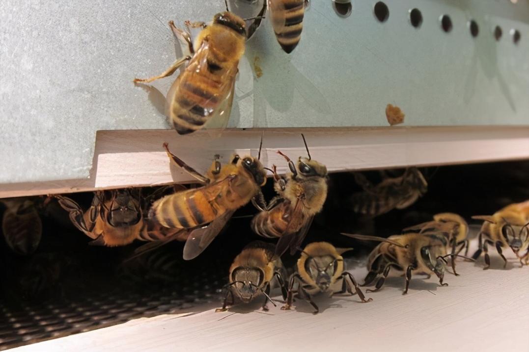 蜜蜂为什么咬王台,蜜蜂为什么咬脾