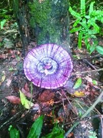 灵芝神草中华瑰宝,中华瑰宝灵芝价格