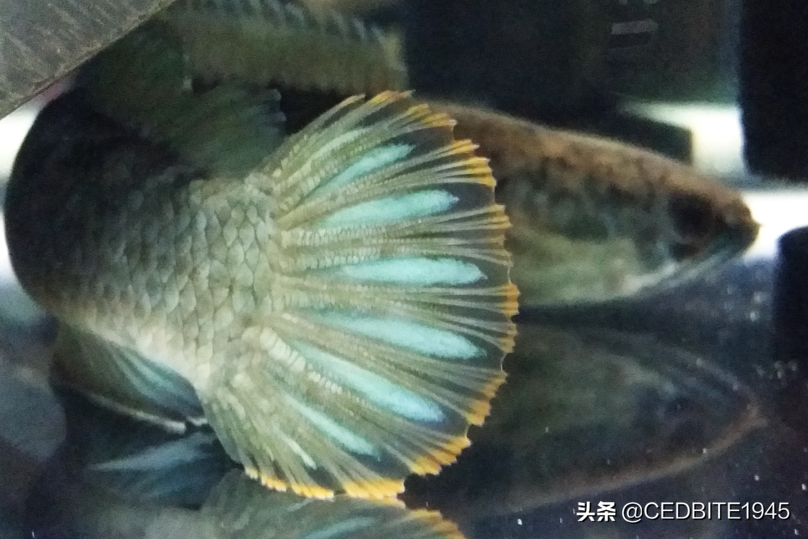 最好养的大型雷龙鱼品种,最适合养的雷龙鱼排名