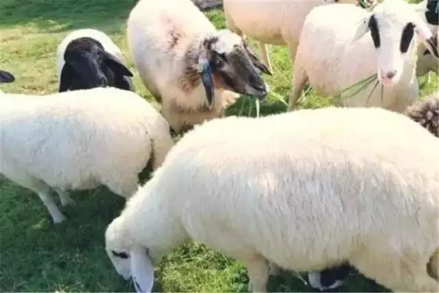 泰国旅游水果自助餐推荐,泰国曼谷自助水果餐