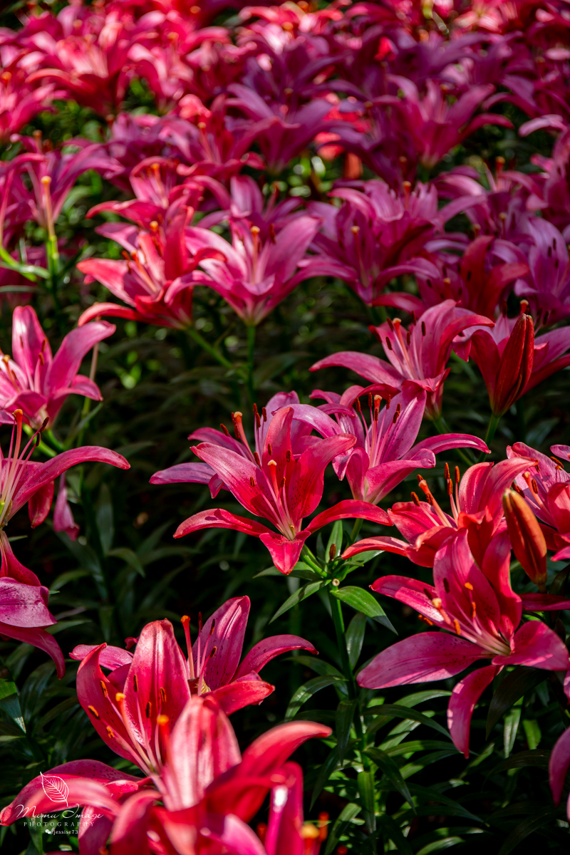 江南百年园林,江南私家园林所蕴含的人文情怀