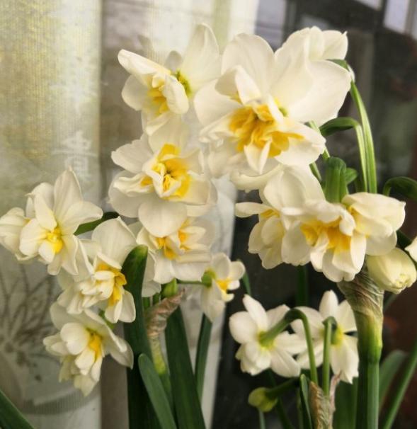 水培水仙花后土培不会再复花了吗,养水仙花怎样施肥