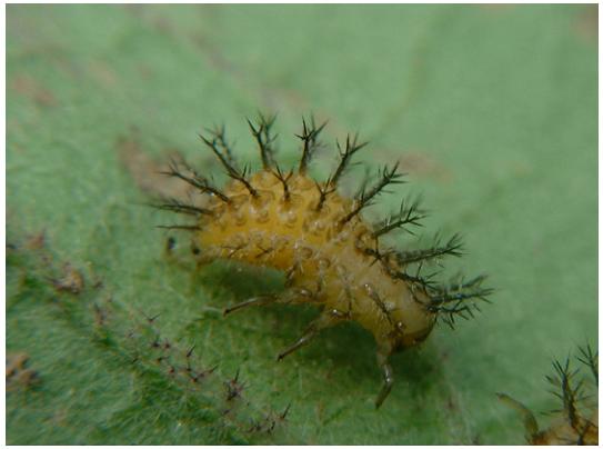 茄子地里有七星瓢虫用什么药杀它,什么杀虫剂能杀瓢虫