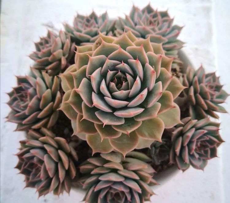 一花一叶一世界多肉,一花一世界多肉之美