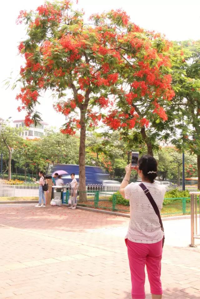 毕业季的凤凰花和栀子花,毕业季凤凰花开的时候
