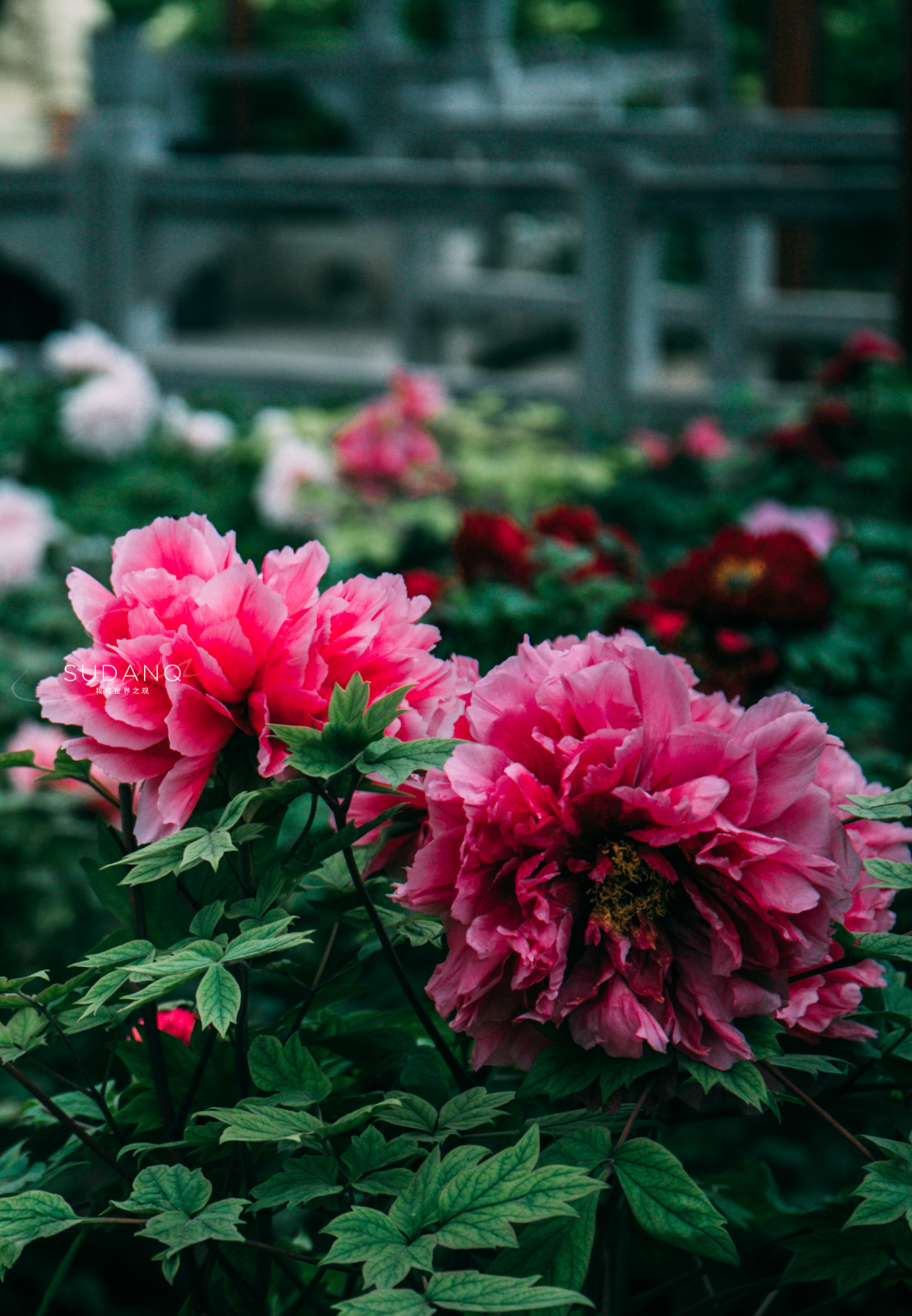 洛阳牡丹甲天下还有吗,洛阳牡丹甲天下的美景