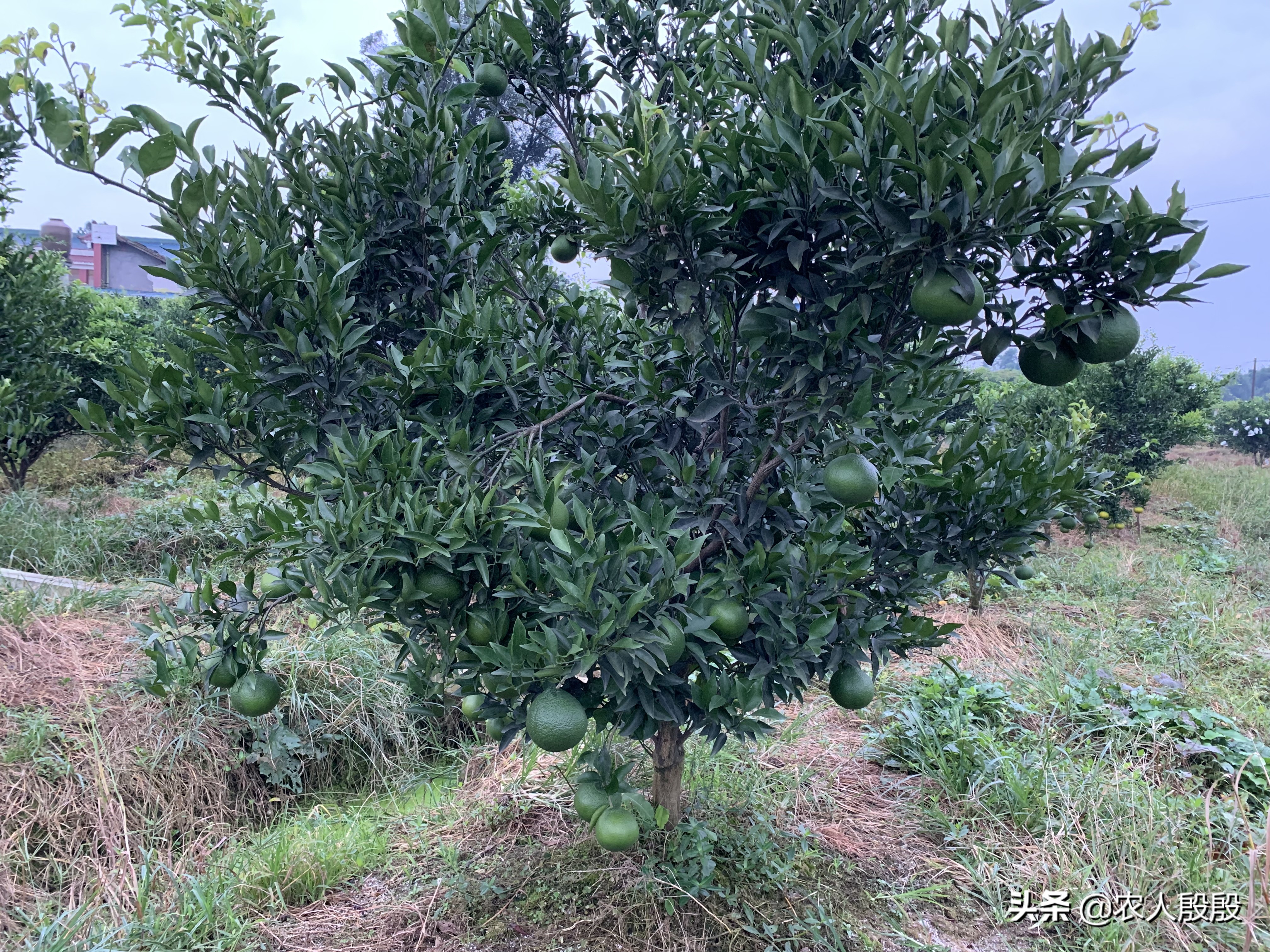 柑橘果实发黄是什么情况,促进柑橘果实着色的措施