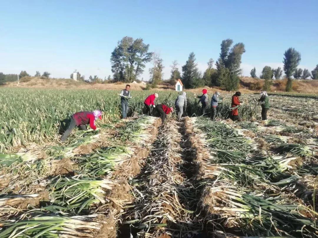 【头条】奈曼旗：“*党**支部+合作社”，集体经济攀新高