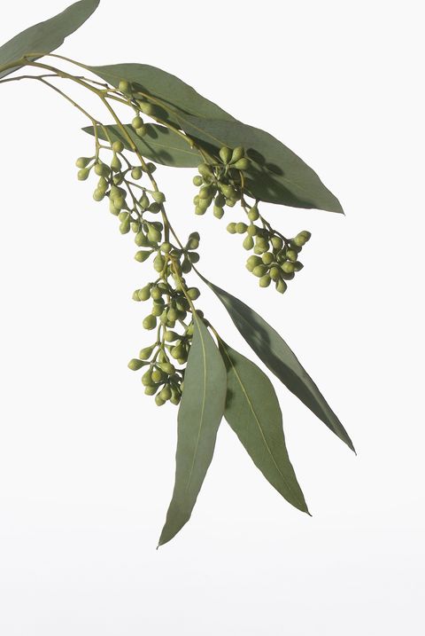 精油护肤独一无二的选择,挑护肤品去哪里看