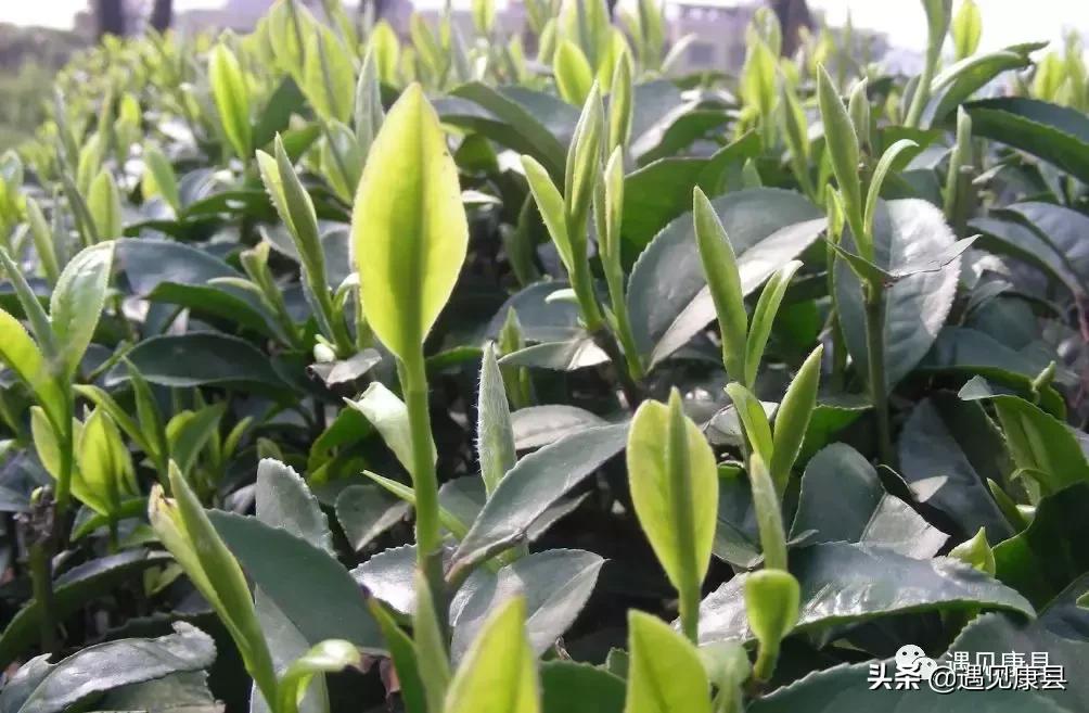 遇见康县丨遇见“万宝山”(一)