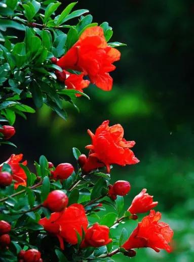 石榴栽培技术标准,石榴栽培技术