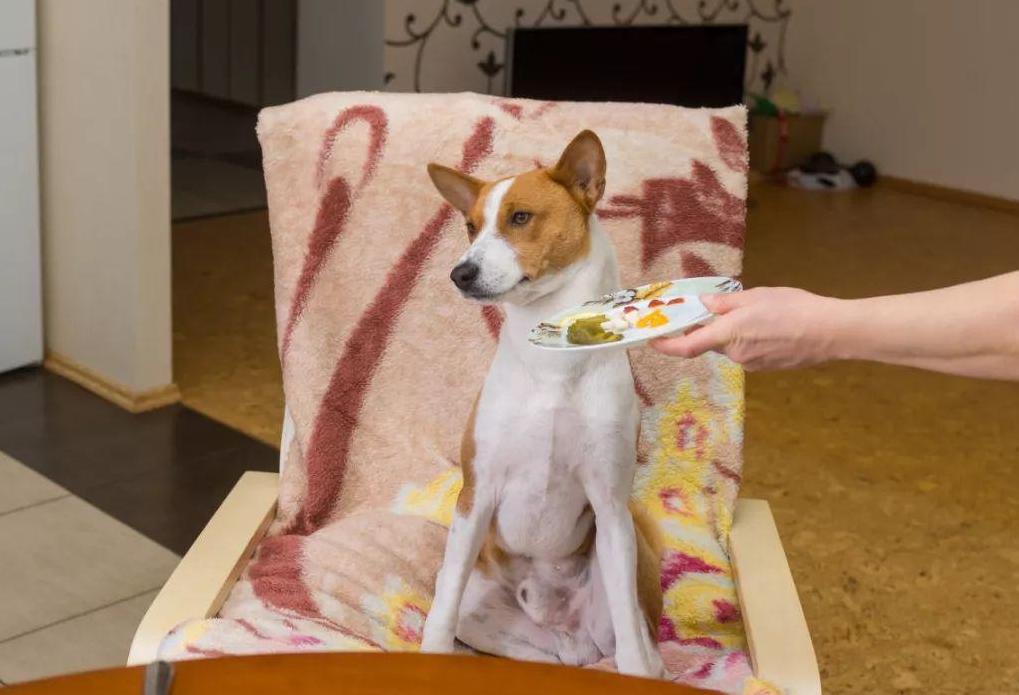 狗狗不喜欢狗粮是什么原因,狗狗总不爱喝水