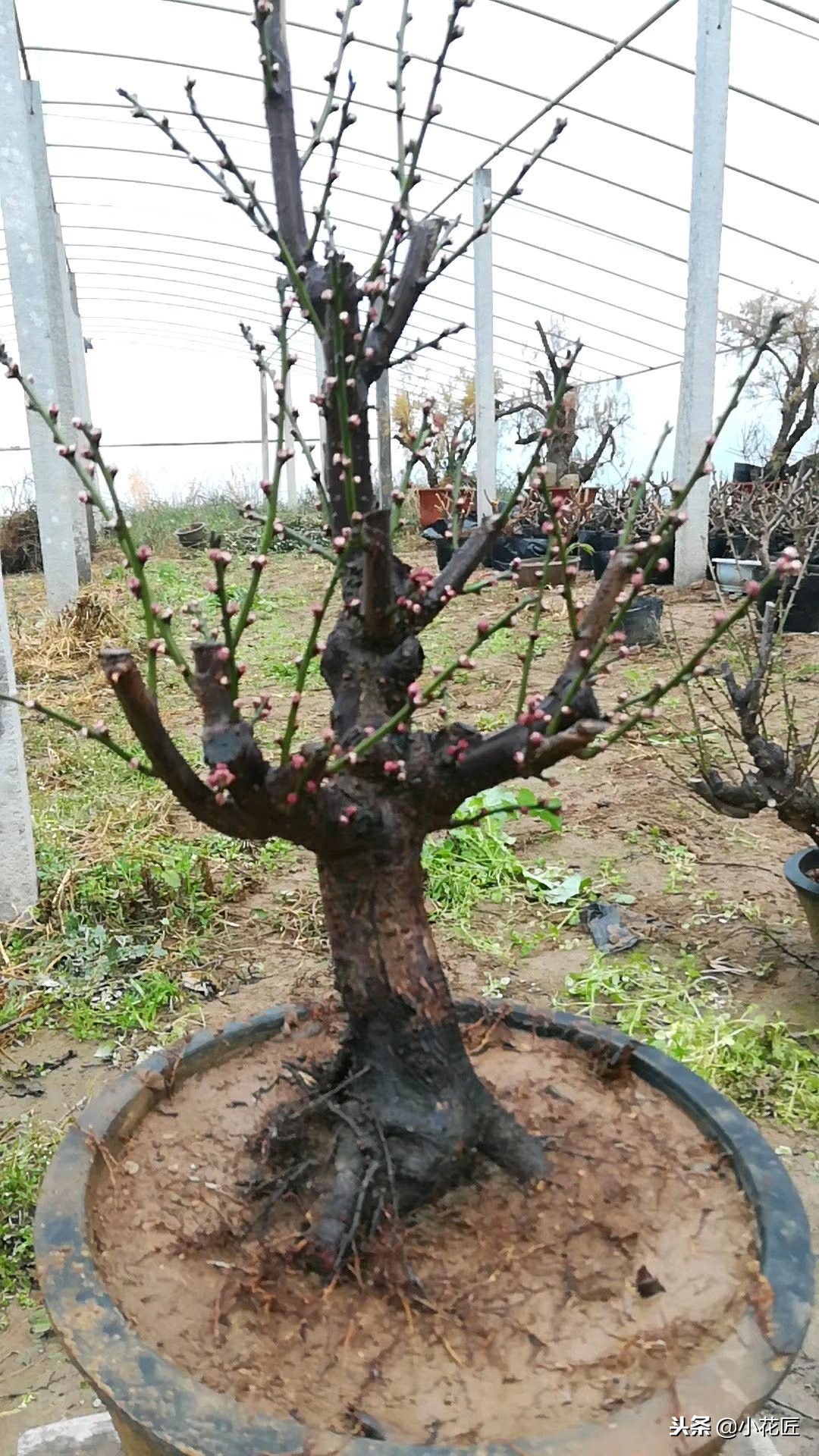 红梅冬季该如何养护？是否需要冻一冻？