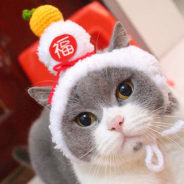 外出七天猫咪怎么安置,假期猫咪独自在家猫砂怎么处理