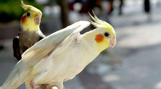 国外可以饲养的鹦鹉大全,澳洲养鹦鹉种类有哪些