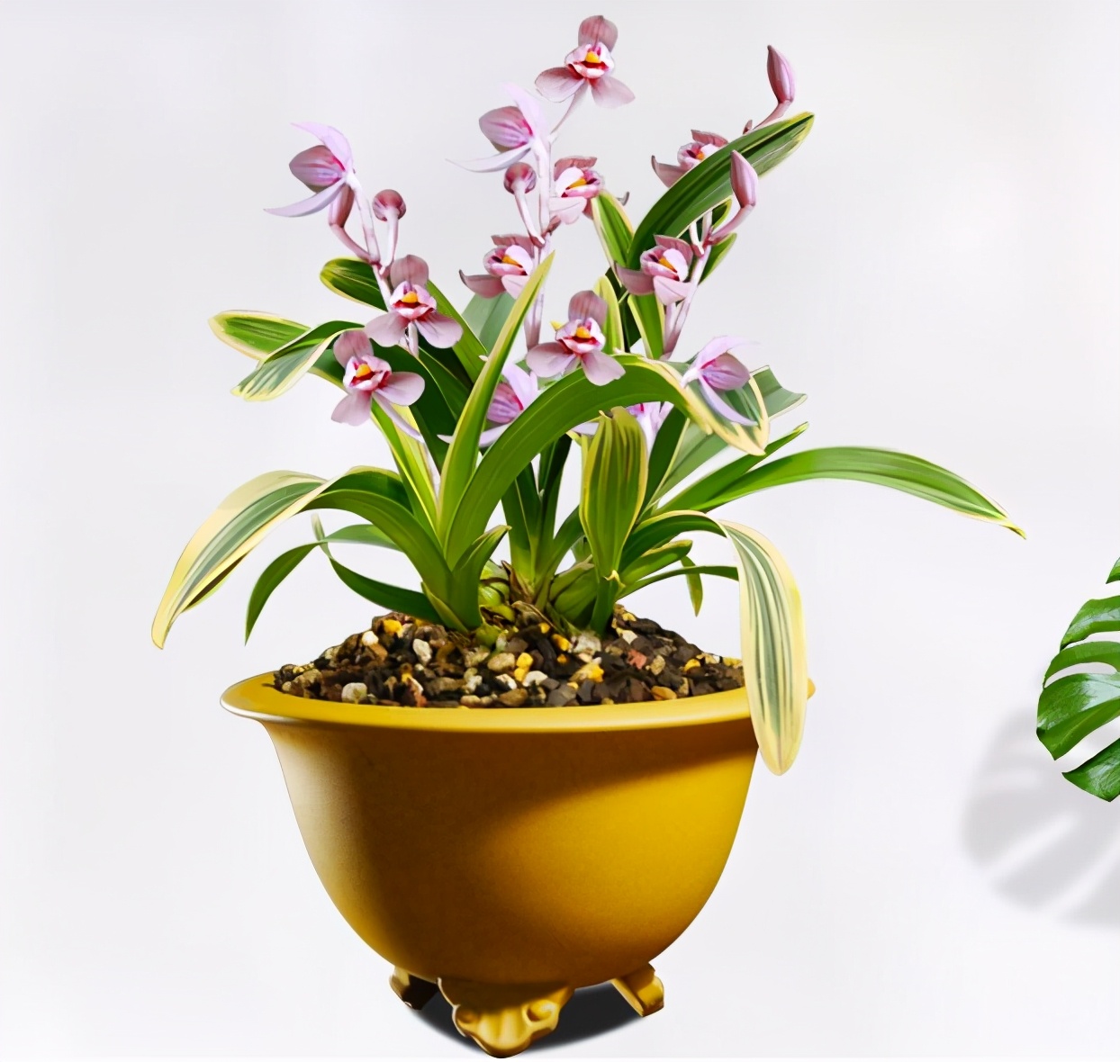 荷瓣最好的兰花品种排行,荷瓣兰花性价比最高的品种