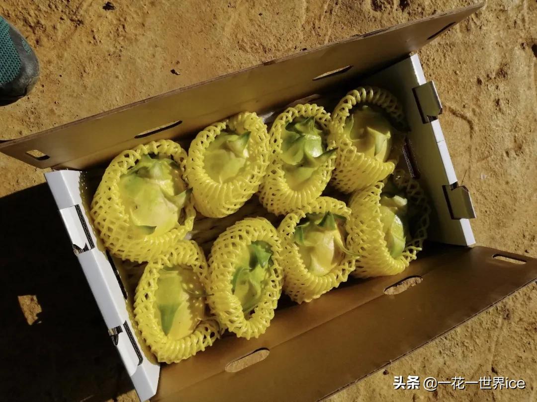 改名后成高端水果，一个60元，却少有农民敢种植，又是吹牛皮？