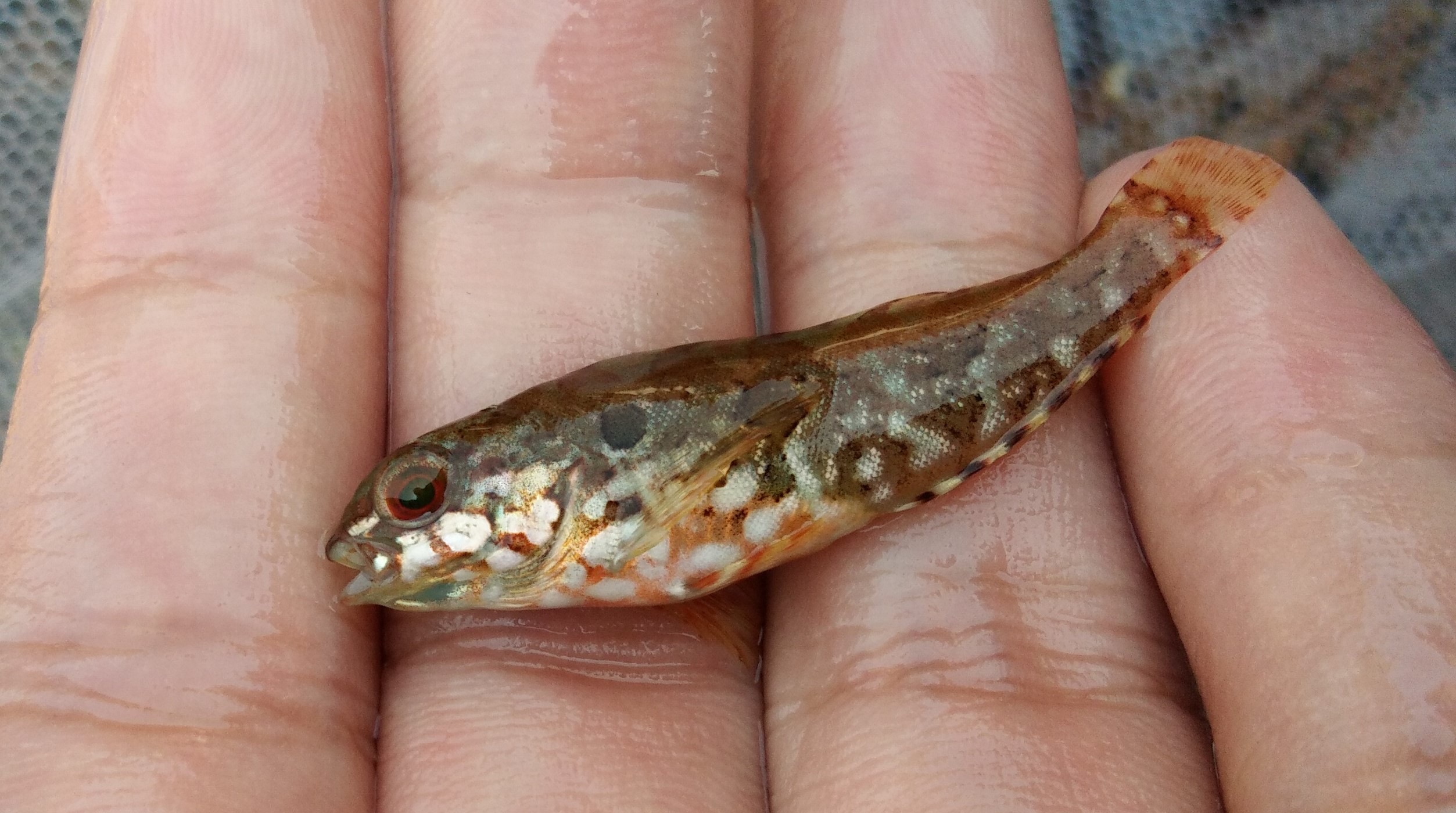 养殖鱼要在怎样的气温下才可以养,养殖鱼怎么才长得快