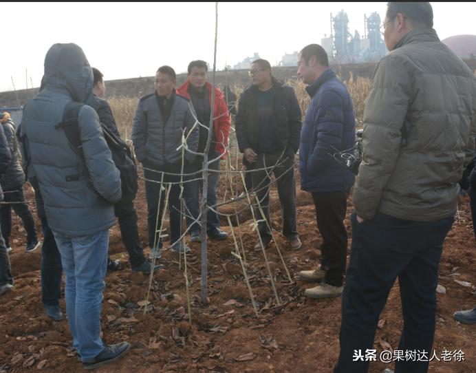 樱桃树如何正确种植,樱桃好吃树难栽真的就这么难么