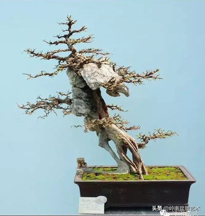 盆景的价值所在,盆景十大寓意和象征