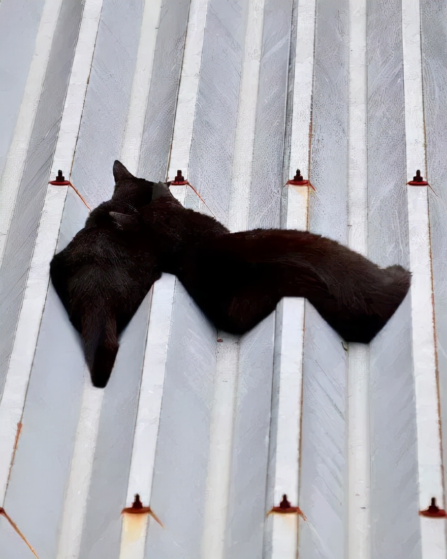 众所周知的猫咪,猫咪是液体也是固体