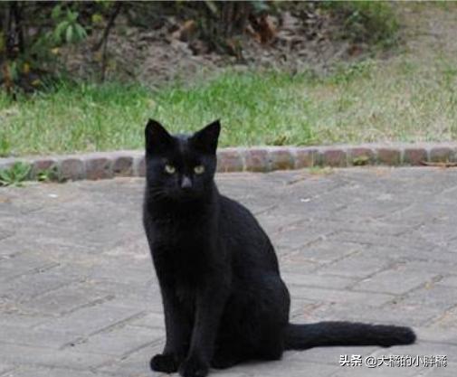 猫咪失踪20年后再次找到猫,爱猫走失11年再见到主人时