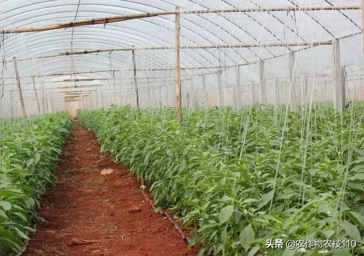 从卖菜商贩到产值千万的老总,从蔬菜产地到大型菜市场批发蔬菜