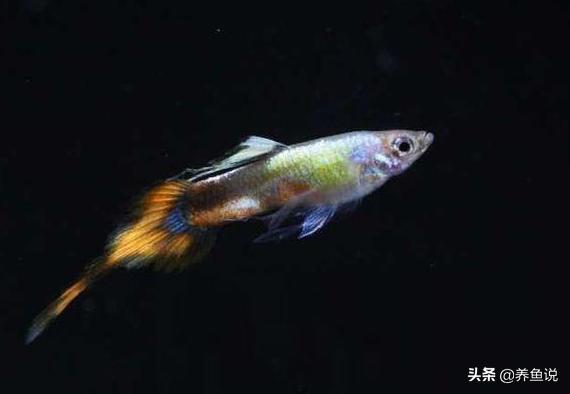 孔雀鱼玛丽鱼缩鳍缩尾趴缸怎么办,孔雀鱼缩尾治不好