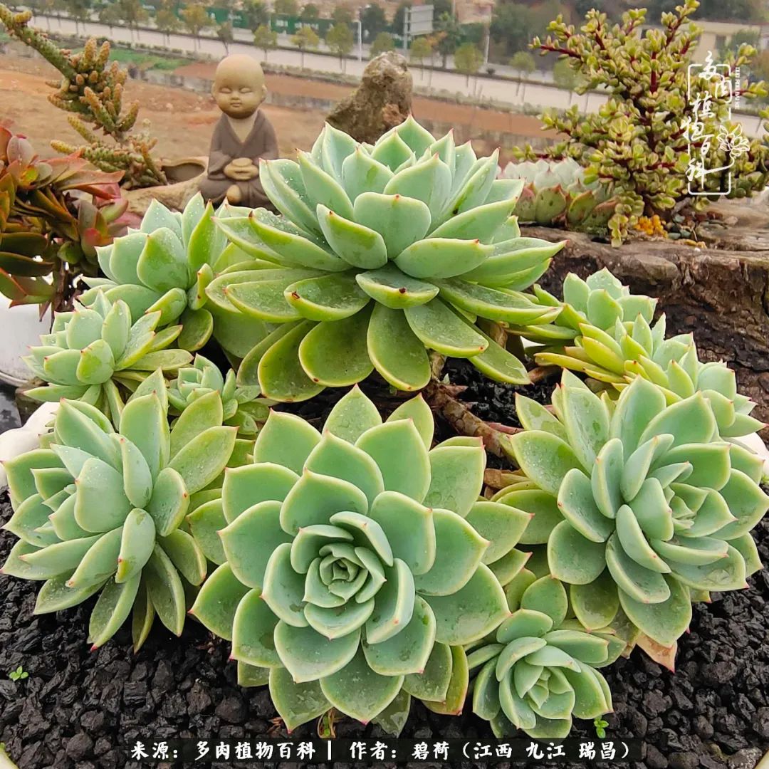 养了五年的多肉看到岁月的痕迹,经过一年春夏秋冬的轮回