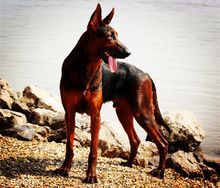 全世界100种名贵狗,世界上46多种名狗图文说明