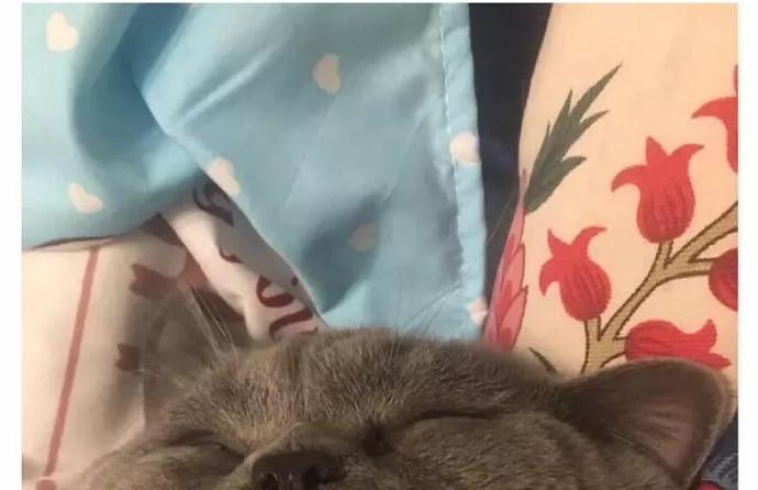 宠物相亲系“非法同居”，离“红火兴旺”还要多久？