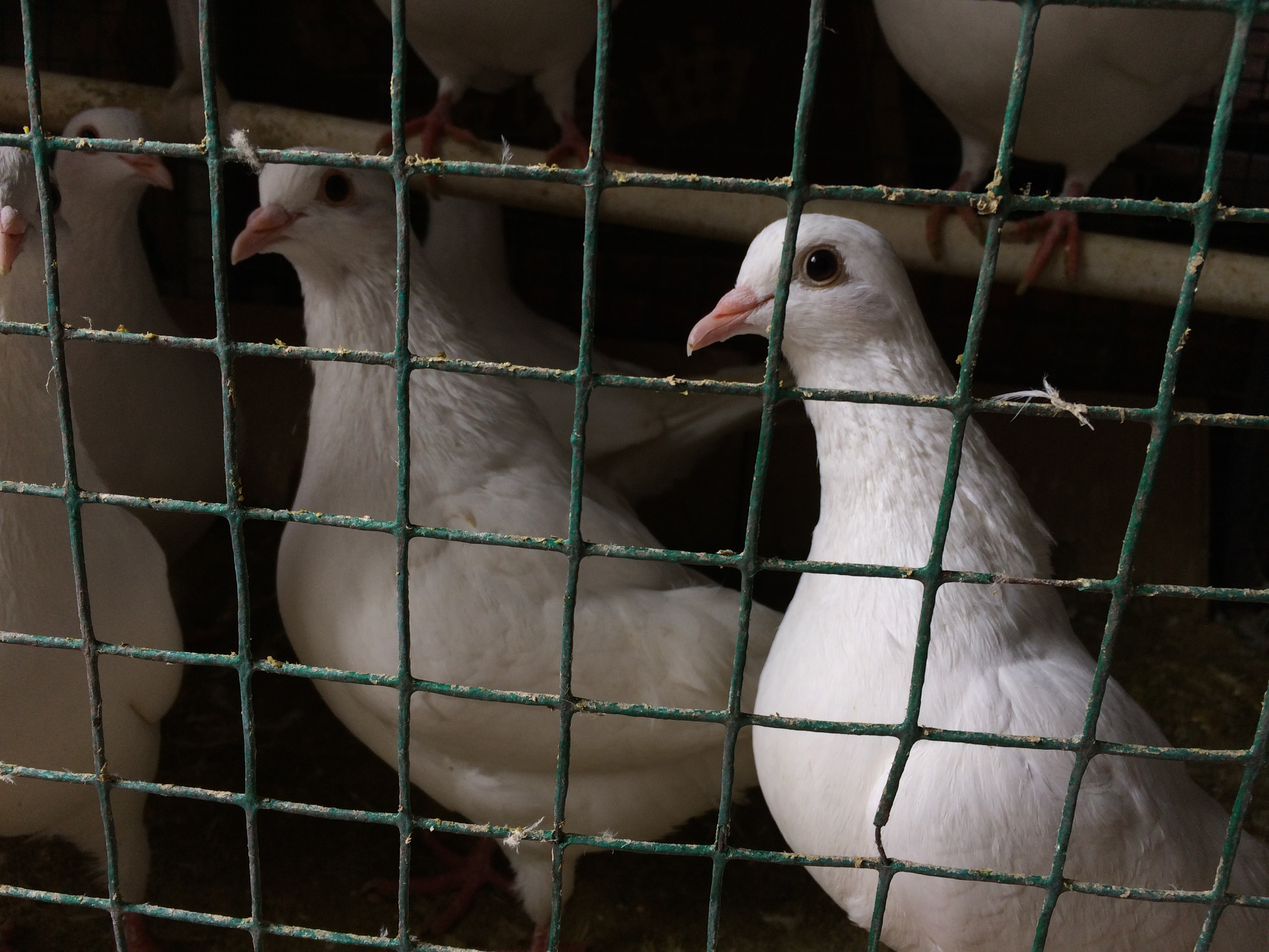 育雏肉鸽喂小鸭饲料可以么,肉鸽的人工孵化