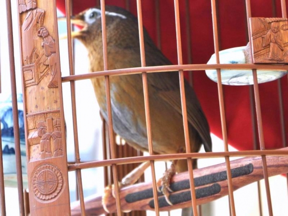 画眉鸟怎样养才稳住性,如何养好画眉生鸟