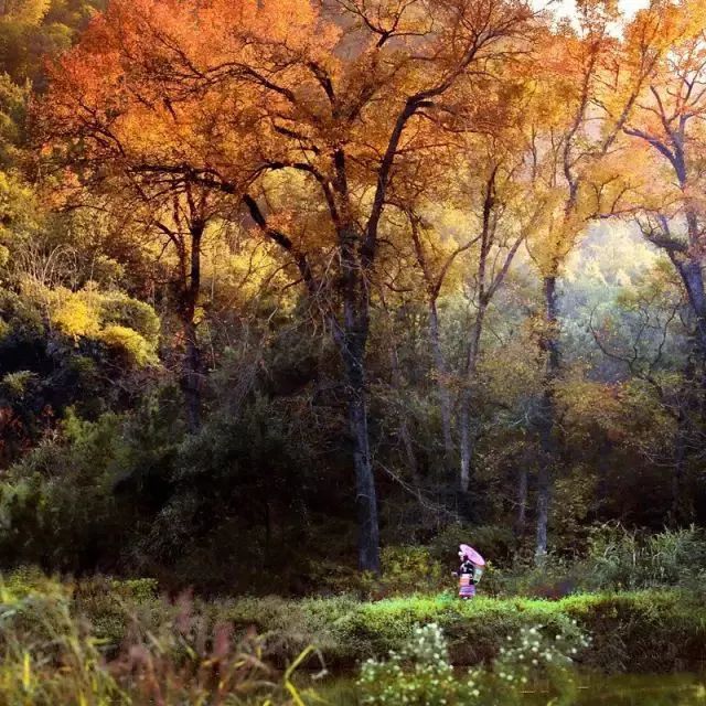 娓呰繙杩炲窞绾㈡灚,杩炲窞楂樺北绾㈡灚