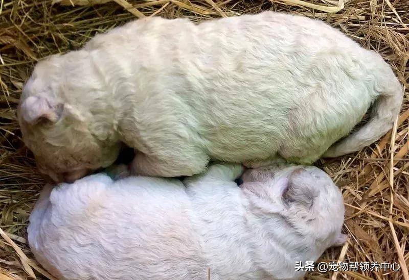 幼犬粪便里有毛发正常么,幼犬出生到满月毛色怎么变了