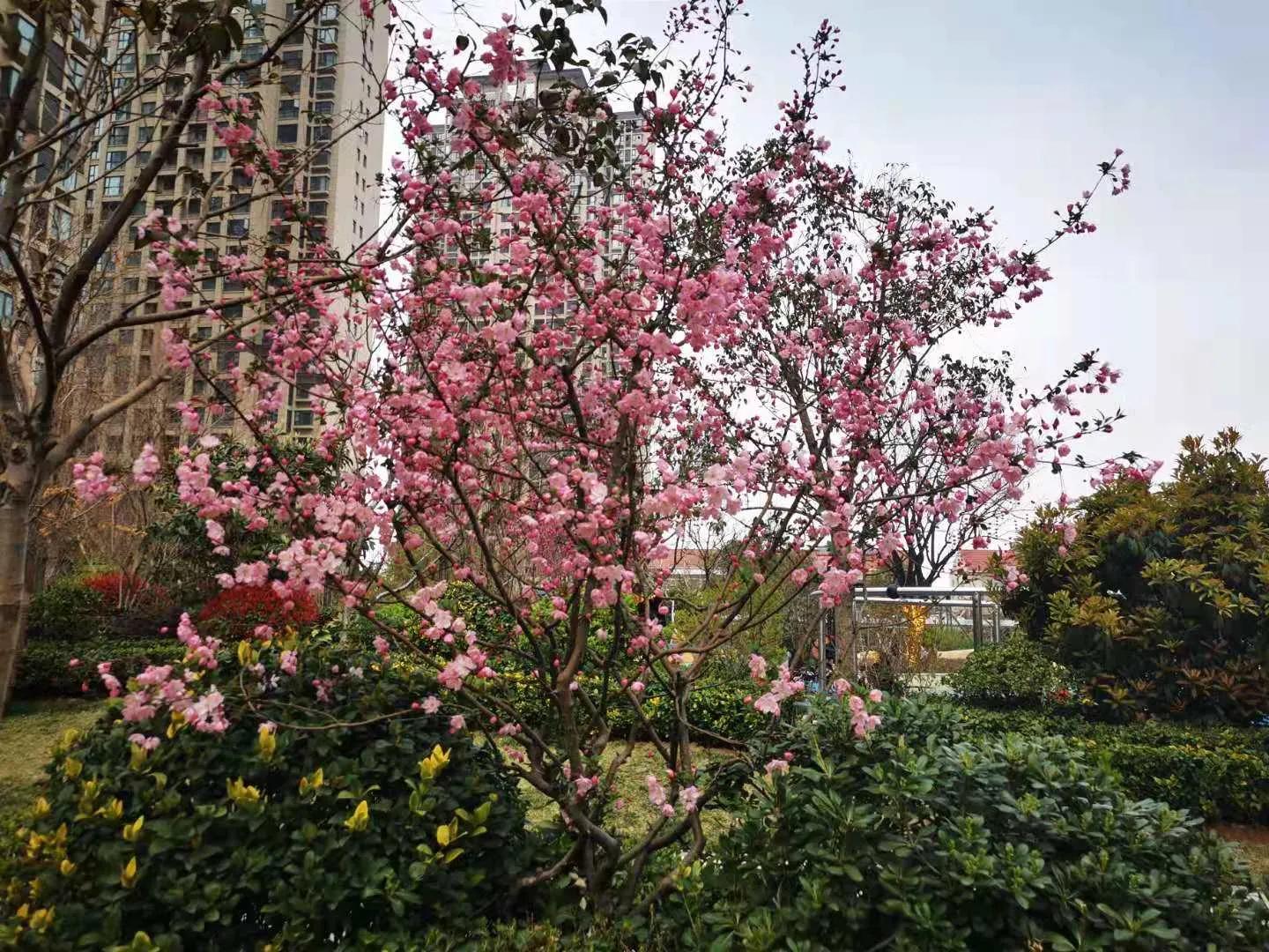 嵩山少林寺旅游攻略一日游,春季嵩山少林寺景区一日游