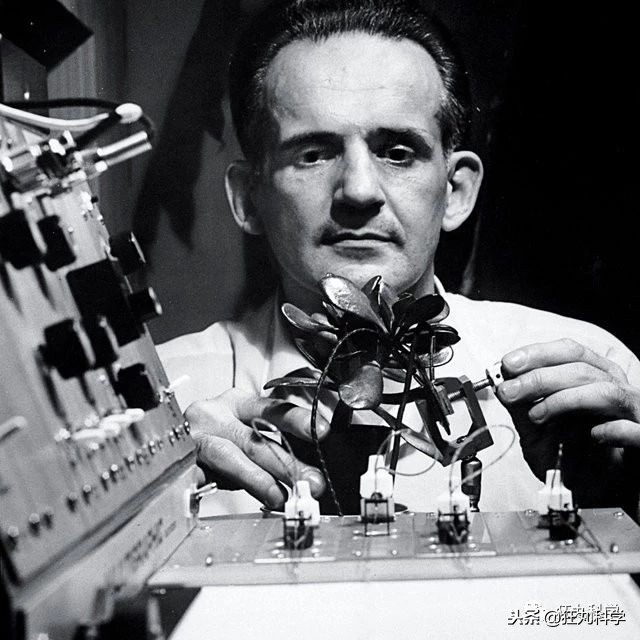 家里阳台上全是花草,家里阳台上的绿植