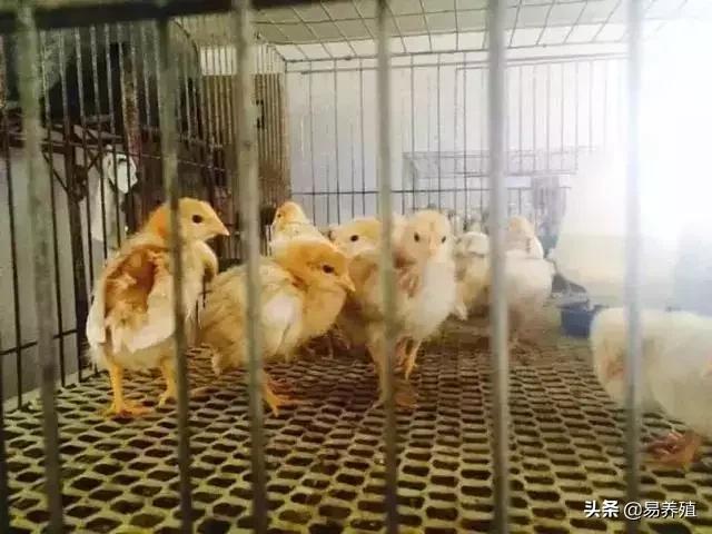 腺肌胃炎一招解决,鸡群腺肌胃炎高发如何有效应对