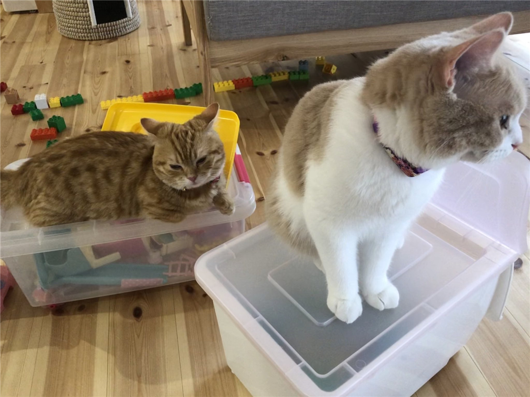 橘猫累到虚脱，四仰八叉躺在地板上呼呼大睡，网友：没电了