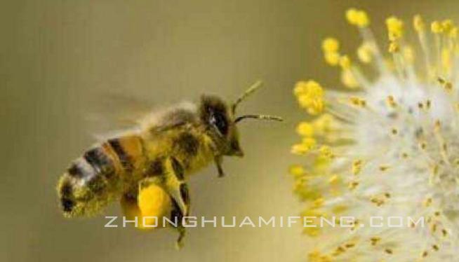 蜜蜂春繁需要喂糖吗,蜜蜂春繁单脾怎么调理