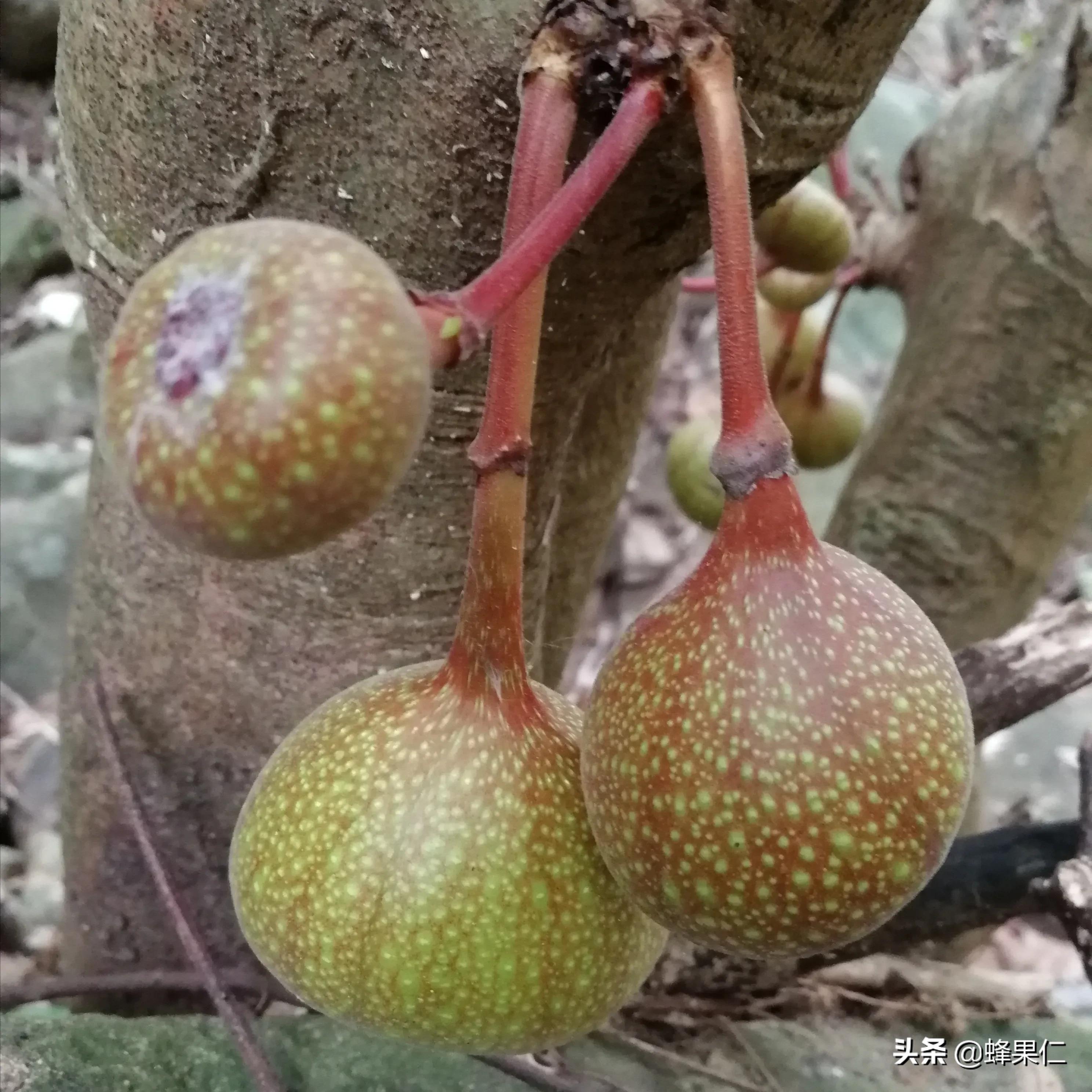 农村的所有野果,农村常见50种野果