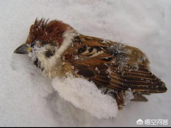 早起的鸟儿有虫吃,早起的鸟儿有虫吃抖音